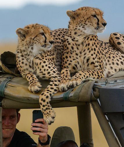 Safari Adventures 